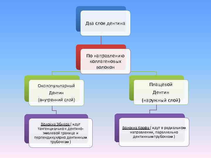     Два слоя дентина     По направлению 