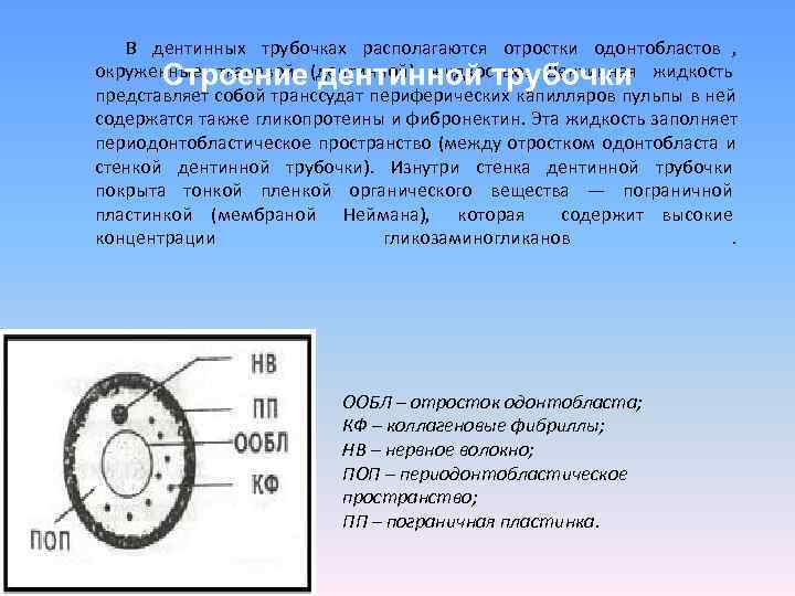   В дентинных трубочках располагаются отростки одонтобластов ,  Строение дентинной трубочки окруженные