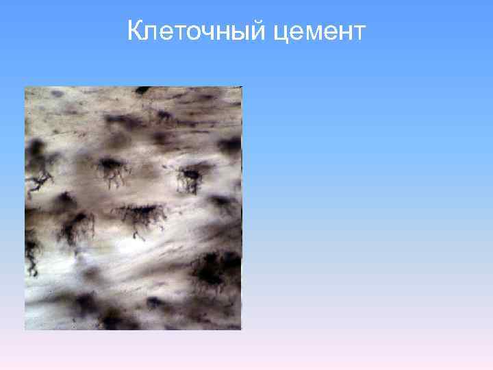 Клеточный цемент 