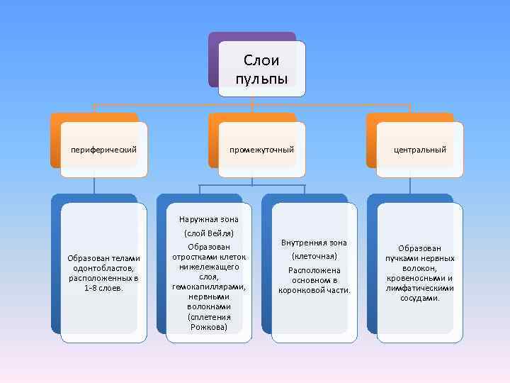       Слои      пульпы 