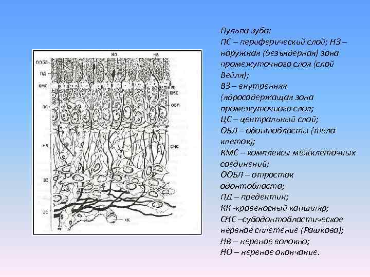 Пульпа зуба: ПС – периферический слой; НЗ – наружная (безъядерная) зона промежуточного слоя (слой