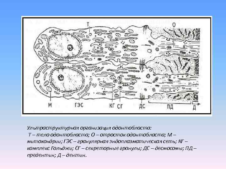 Ультраструктурная организация одонтобласта: Т – тело одонтобласта; О – отросток одонтобласта; М – митохондрии;
