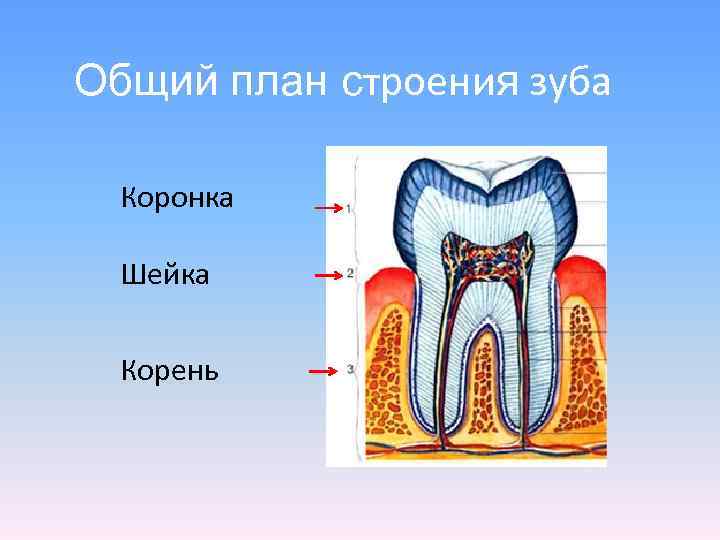 Особенности внутреннего строения зуба. Анатомия зуба коронка шейка корень. Строение зуба коронка шейка. Строение зуба человека.