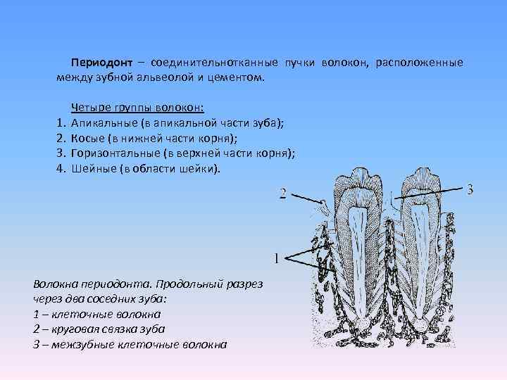  Периодонт – соединительнотканные пучки волокон,  расположенные между зубной альвеолой и цементом. 