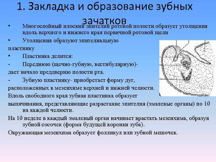 Полость образованный. Закладка и образование зубных зачатков это. Источник развития эпителия ротовой полости. Закладка и Обособление зубных зачатков. Плоский эпителий ротовой полости.