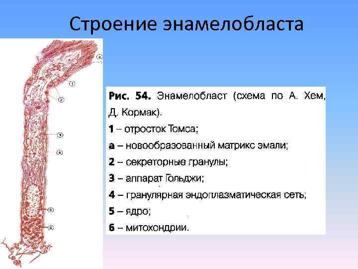 Строение энамелобласта 