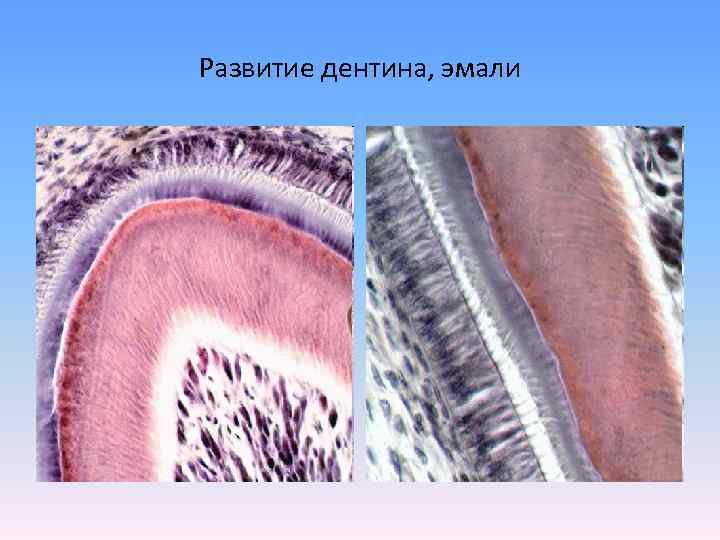 Развитие дентина, эмали 