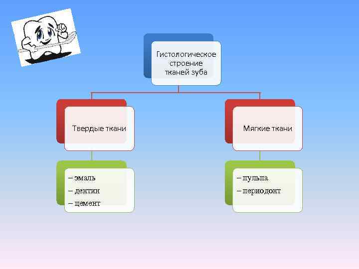    Гистологическое    строение    тканей зуба Твердые