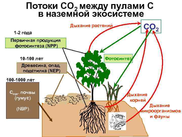 Углерод в фотосинтезе