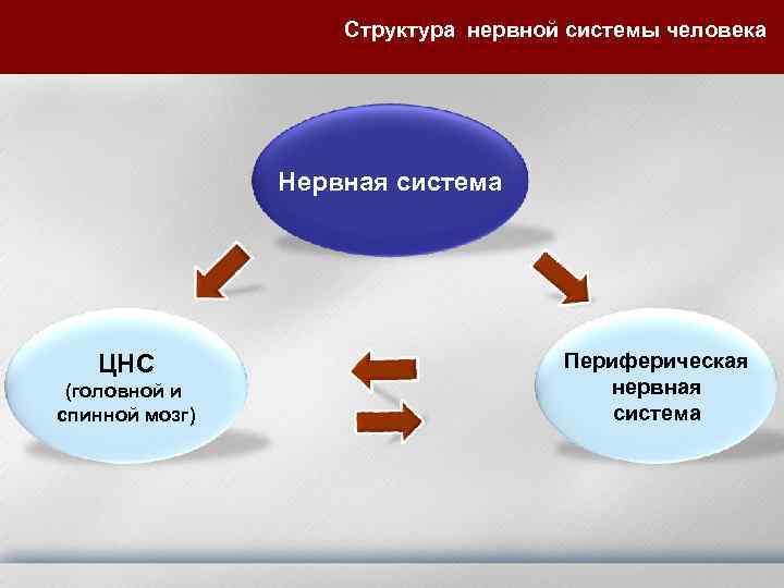     Структура нервной системы человека     Нервная система