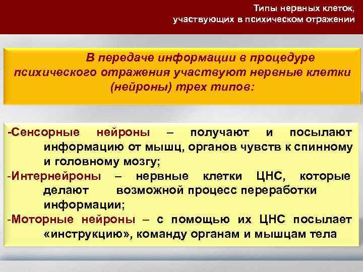     Типы нервных клеток,     участвующих в психическом