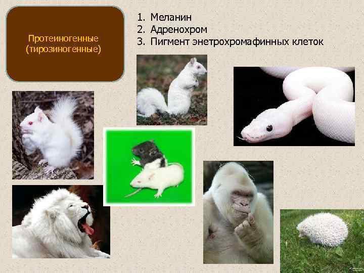     1. Меланин    2. Адренохром Протеиногенные  3.