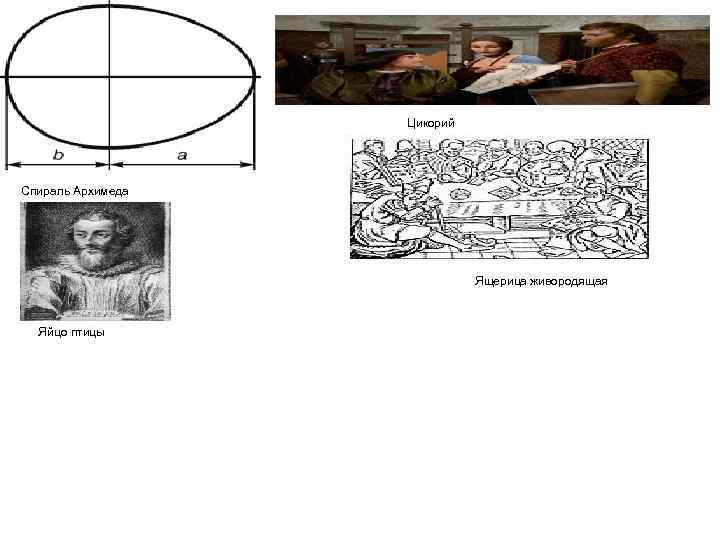      Цикорий Спираль Архимеда      