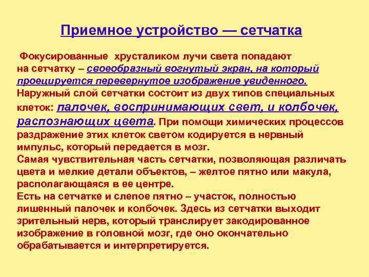   Приемное устройство — сетчатка Фокусированные хрусталиком лучи света попадают на сетчатку –