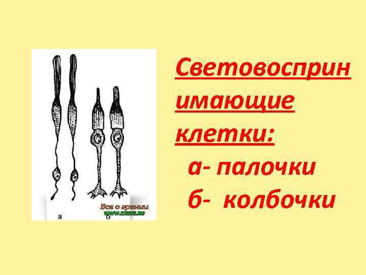 Световосприн имающие клетки:  а- палочки  б- колбочки 