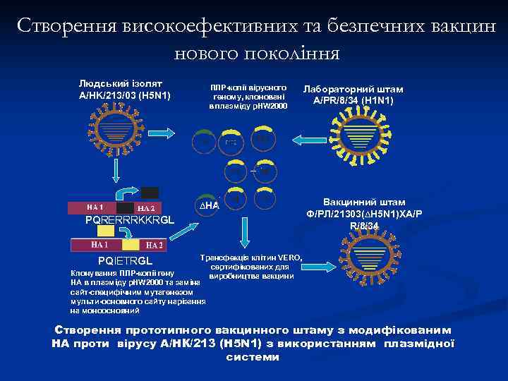 Створення високоефективних та безпечних вакцин    нового покоління  Людський ізолят 
