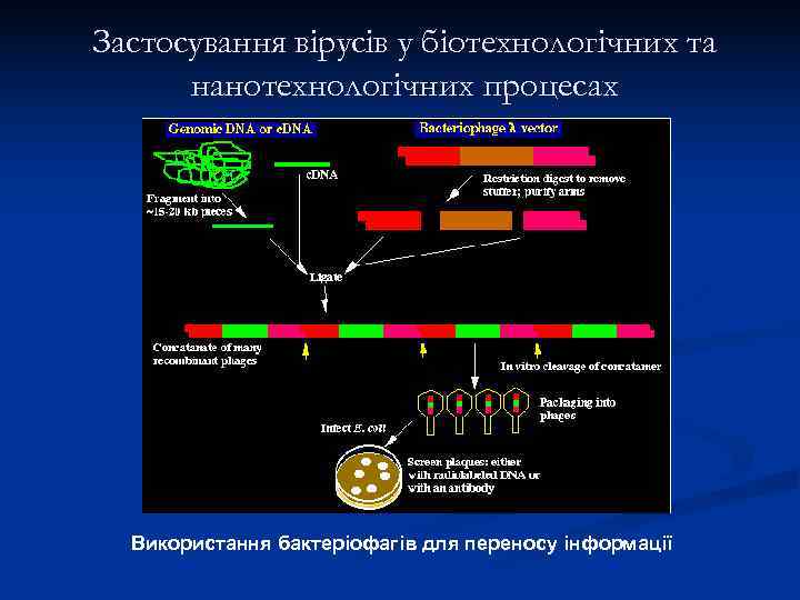 Застосування вірусів у біотехнологічних та  нанотехнологічних процесах  Використання бактеріофагів для переносу інформації