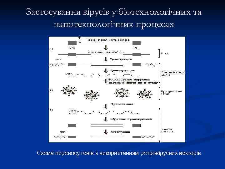 Застосування вірусів у біотехнологічних та  нанотехнологічних процесах  Схема переносу генів з використанням