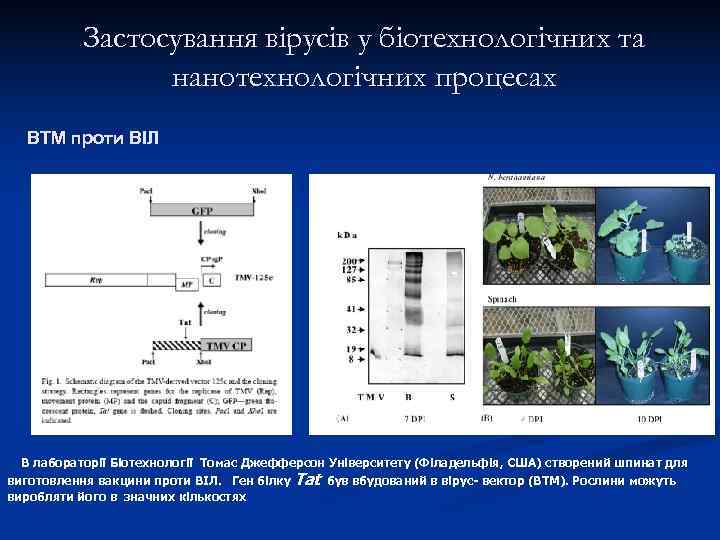   Застосування вірусів у біотехнологічних та   нанотехнологічних процесах  ВТМ проти
