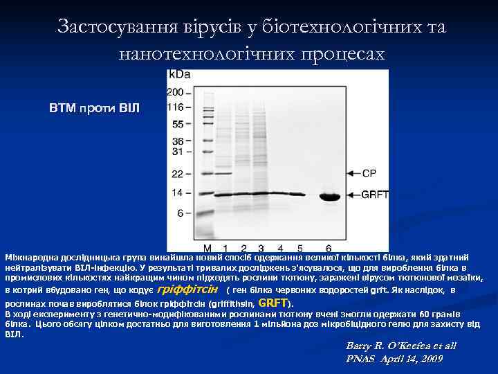   Застосування вірусів у біотехнологічних та   нанотехнологічних процесах  ВТМ проти