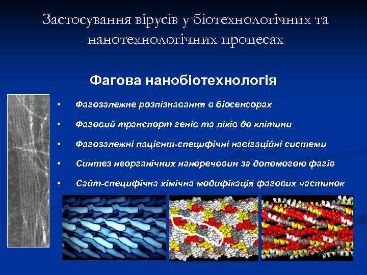 Застосування вірусів у біотехнологічних та  нанотехнологічних процесах   Фагова нанобіотехнологія  •