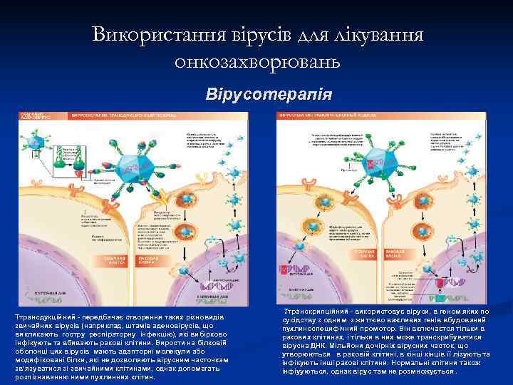     Використання вірусів для лікування      онкозахворювань