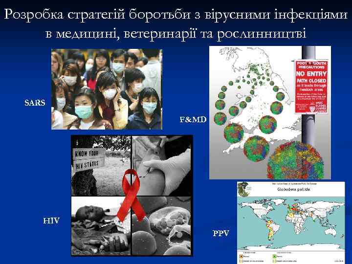Розробка стратегій боротьби з вірусними інфекціями в медицині, ветеринарії та рослинництві SARS  