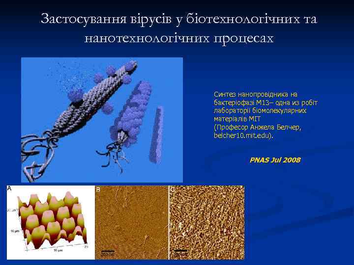 Застосування вірусів у біотехнологічних та  нанотехнологічних процесах     Синтез нанопровідника