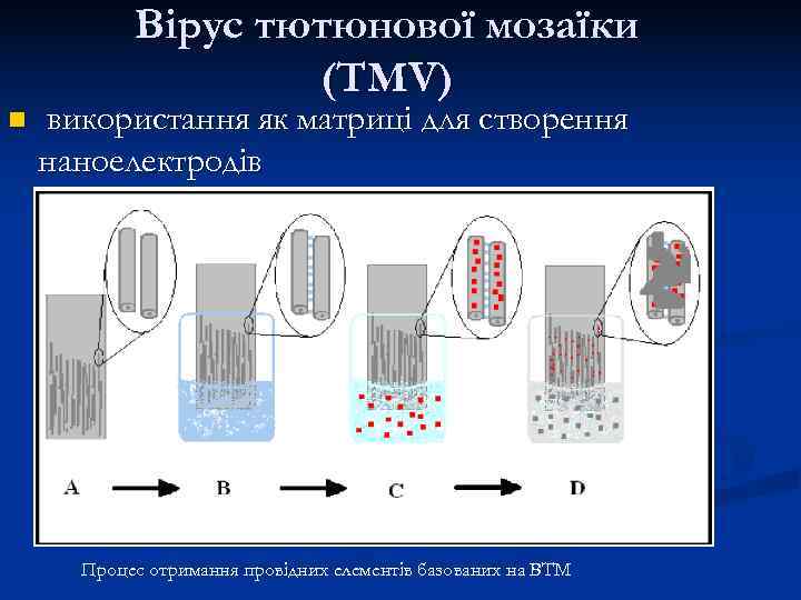   Вірус тютюнової мозаїки    (TMV) n  використання як матриці
