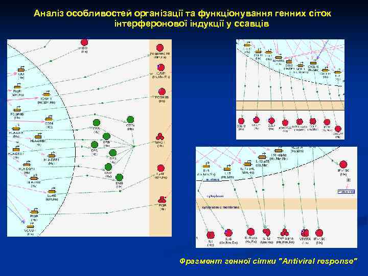  Аналіз особливостей організації та функціонування генних сіток    інтерферонової індукції