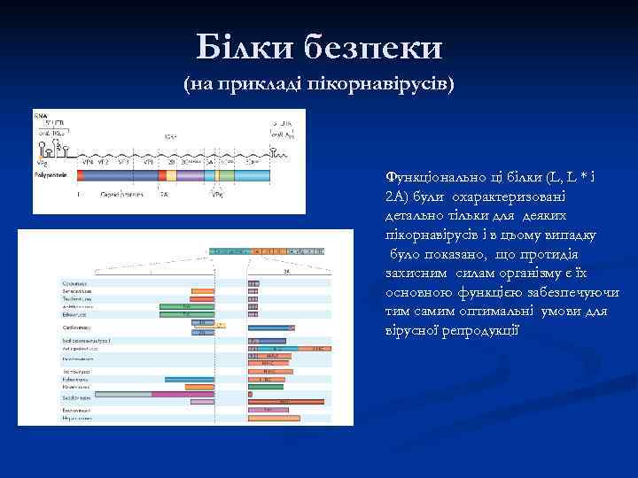 Білки безпеки (на прикладі пікорнавірусів)    Функціонально ці білки (L, L