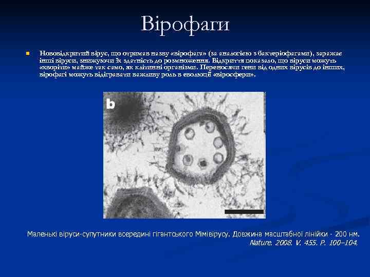        Вірофаги n  Нововідкритий вірус, що отримав