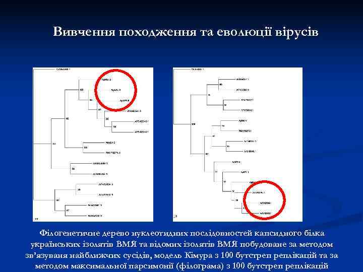  Вивчення походження та еволюції вірусів   Філогенетичне дерево нуклеотидних послідовностей капсидного білка