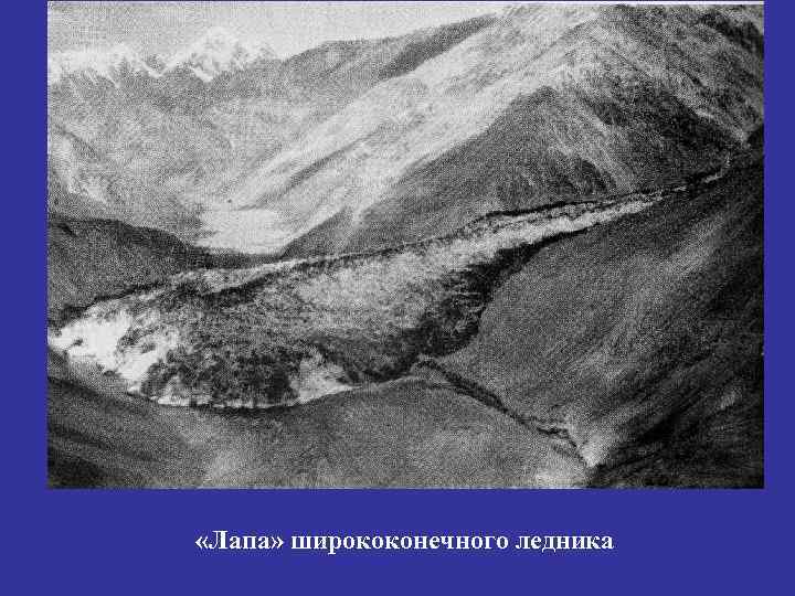 «Лапа» ширококонечного ледника 