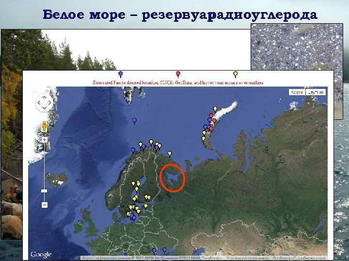 Белое море – резервуар     радиоуглерода 