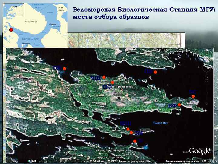  Беломорская Биологическая Станция МГУ:  места отбора образцов ПВ   ЧЩ 