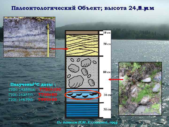  Палеонтологический Объект; высота 24, 5 м.    н. у. м Получены