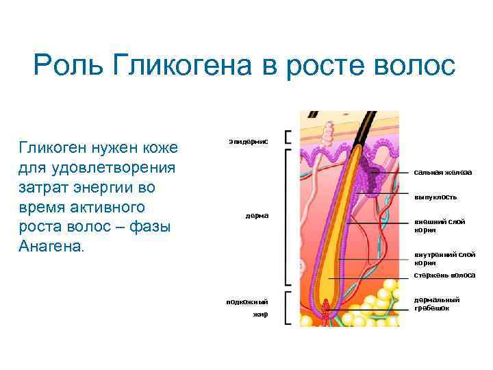  Роль Гликогена в росте волос     эпидермис Гликоген нужен коже