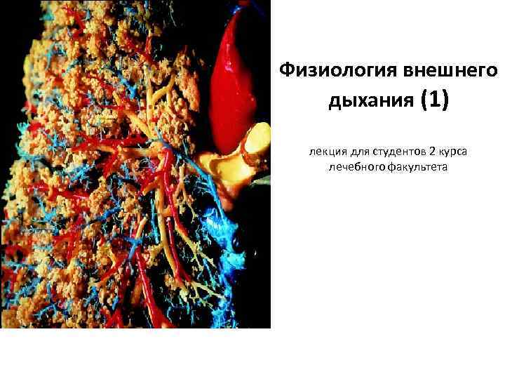 Физиология внешнего дыхания (1)  лекция для студентов 2 курса лечебного факультета 