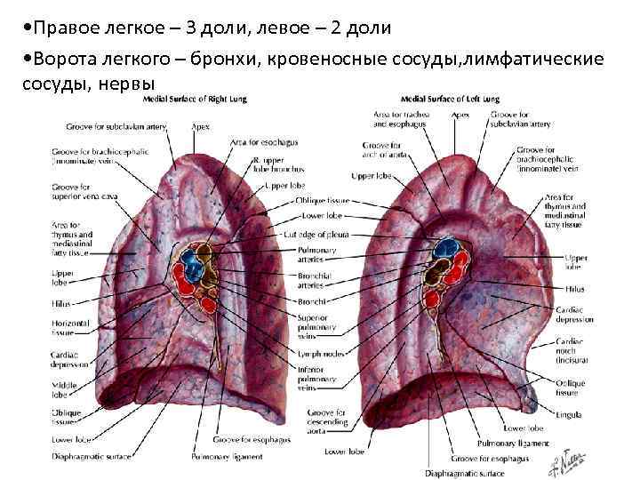  • Правое легкое – 3 доли, левое – 2 доли • Ворота легкого