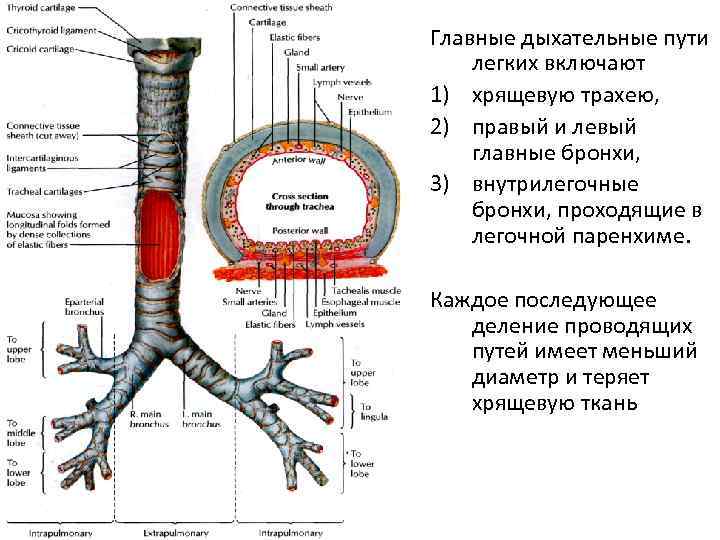 Хрящевое кольцо трахеи