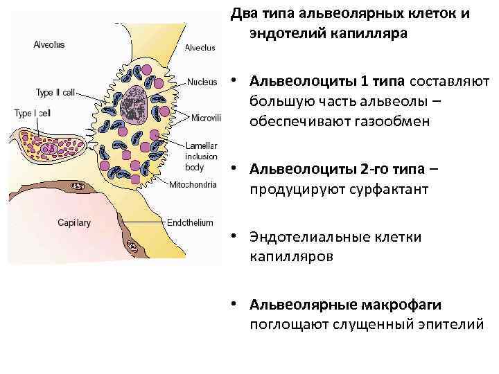 Два типа альвеолярных клеток и  эндотелий капилляра  • Альвеолоциты 1 типа составляют