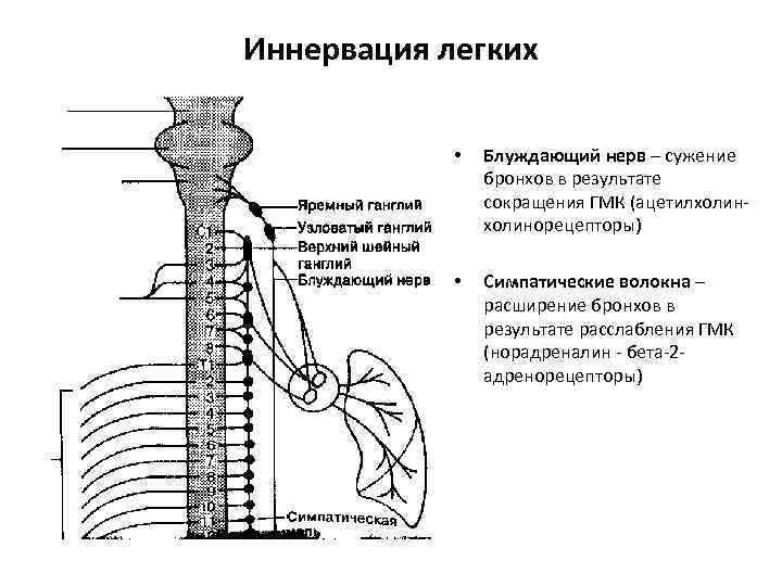 Иннервация легких    •  Блуждающий нерв – сужение   бронхов