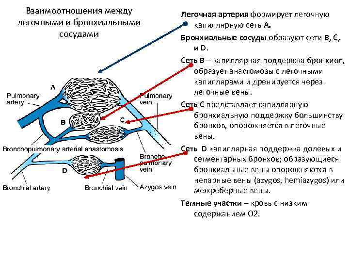  Взаимоотношения между Легочная артерия формирует легочную легочными и бронхиальными капиллярную сеть A. 