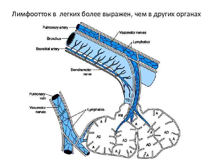 Лимфоотток в легких более выражен, чем в других органах 