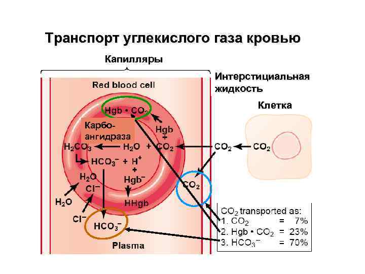 Перенос кислорода и углекислого газа