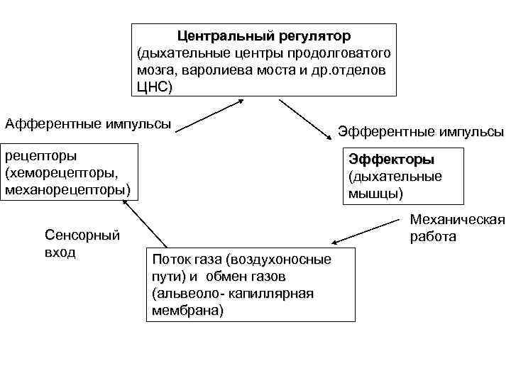 Центральный регулятор (дыхательные центры продолговатого Центральный регулятор (дыхательные центры продолговатого