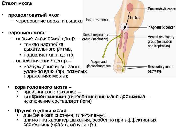 Ствол мозга • продолговатый мозг – чередование вдоха и выдоха • Ствол мозга • продолговатый мозг – чередование вдоха и выдоха •