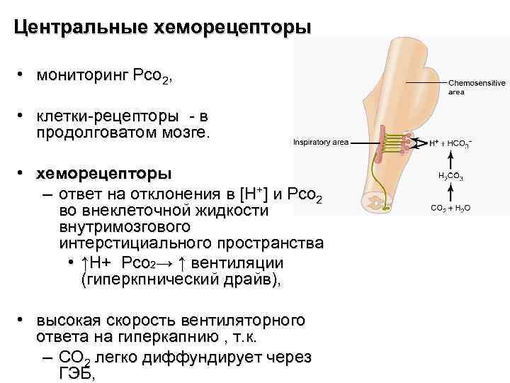 Роль хеморецепторов в регуляции дыхания