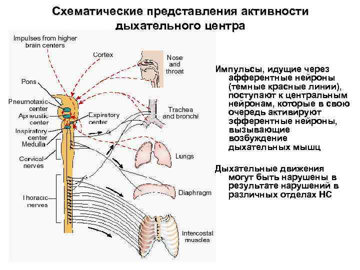 Схематические представления активности дыхательного центра Импульсы, идущие Схематические представления активности дыхательного центра Импульсы, идущие